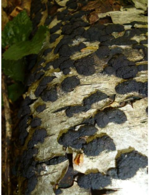 On birch wood in Brentwood, UK.